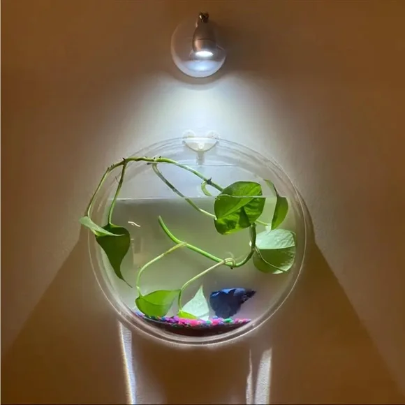 ❗️SOLD❗️2 (TWO) Wall-mounted Decorative Set, Hydroponic Plant Transparent - Picture 10 of 16